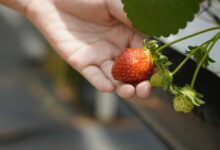 selective focus photography of red strawberry