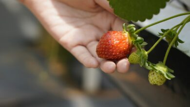 selective focus photography of red strawberry