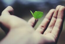 floating green leaf plant on person's hand