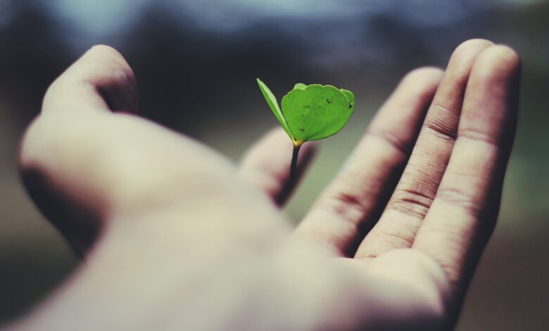 floating green leaf plant on person's hand