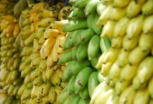 closeup photo of bunch of bananas