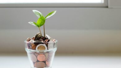 green plant in clear glass cup