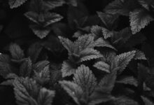 grayscale photo of leaves in close up photography