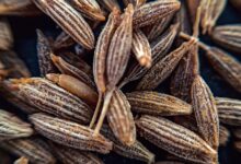 brown and white pine cone