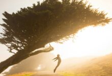 silhouette of person jumping under tree